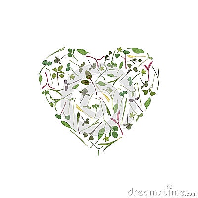 Vector heart frame template with microgreen. Herbs - pea, sunflower, onion, corn, basil, china rose, spinach, fennel Vector Illustration