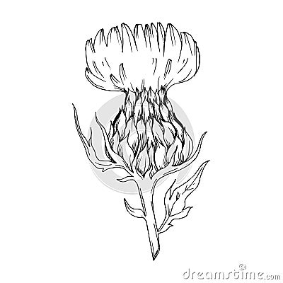 Vector Herbal floral foliage. Black and white engraved ink art. Isolated herbal illustration element. Vector Illustration