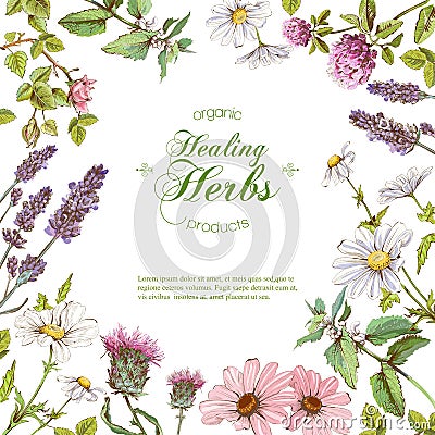 Vector herbal frame Vector Illustration