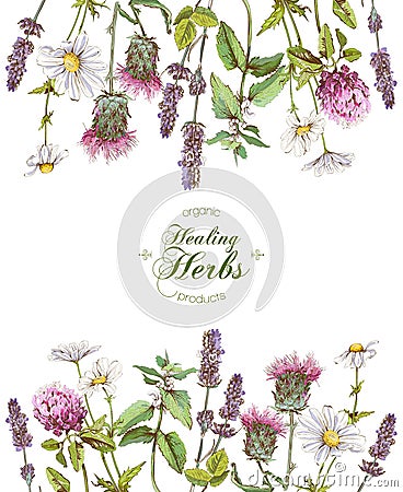 Vector herbal frame Vector Illustration