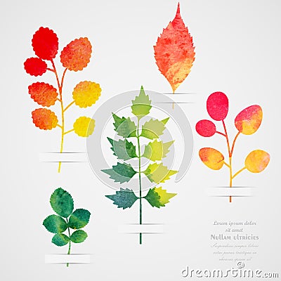 Vector herbarium. Vintage template. Watercolor leaf. Collection of watercolor hand drawn leaves. Autumn seamless pattern with leaf Vector Illustration