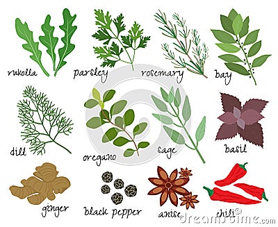 Vector herbs and spices Vector Illustration