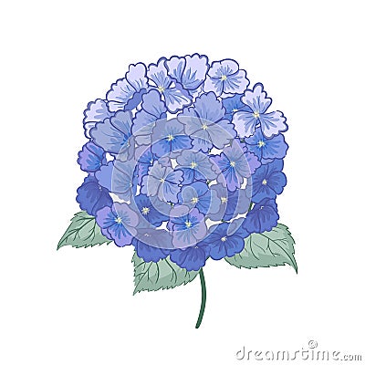 Beautiful purple hydrangea flower isolated on white background Vector Illustration