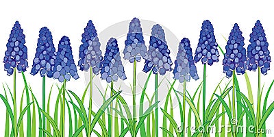 Vector horizontal border with outline blue muscari or grape Vector Illustration