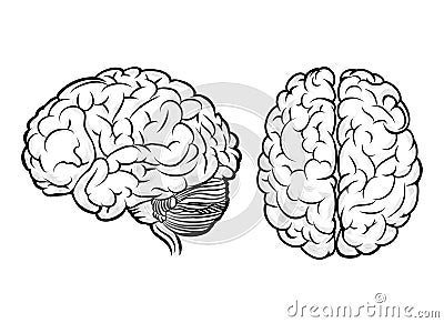 Vector human brain Vector Illustration