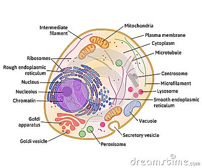 Vector human cell structure Vector Illustration