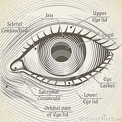 Vector human eye etching with captions. Cornea, Vector Illustration