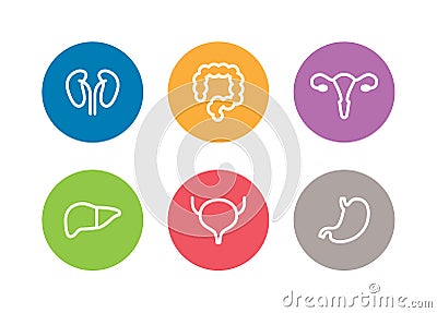 Vector human internal organs icons. Liver, kidneys, uterus, bladder, stomach and colon Vector Illustration