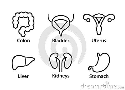 Vector human internal organs icons. Liver, kidneys, uterus, bladder, stomach and colon Vector Illustration