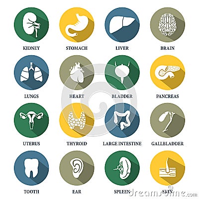 Vector human organs icons set.Vector symbols. Vector illustration Vector Illustration