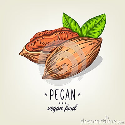 Vector icon of pecan nut isolated on background. Realistic colour nuts with leaves and seeds. Vector Illustration