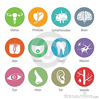 Vector icon set of human internal and external organs in flat style Vector Illustration