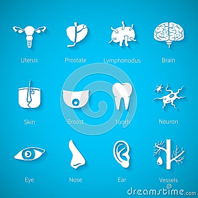 Vector icon set of human internal and external organs in flat style Vector Illustration