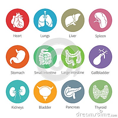 Vector icon set of human internal organs in flat style Vector Illustration