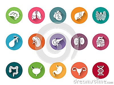 Vector icon set of human internal organs Vector Illustration