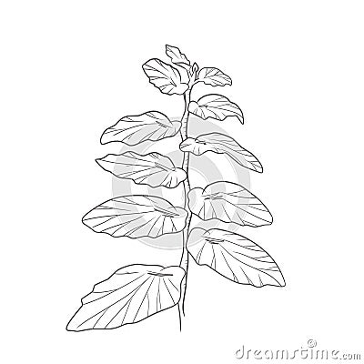 Vector illlustration of hand drawing plant Vector Illustration