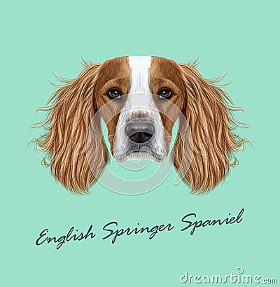 Vector illustrated Portrait of English Springer Spaniel dog Vector Illustration