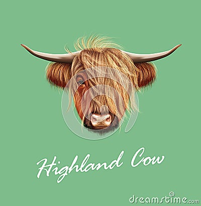 Vector Illustrated portrait of Highland cattle. Vector Illustration