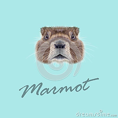 Vector Illustrated portrait of Marmot. Stock Photo