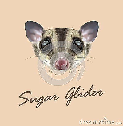 Vector Illustrated portrait of Sugar glider. Vector Illustration