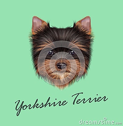 Vector Illustrated portrait of Yorkshire Terrier puppy Vector Illustration