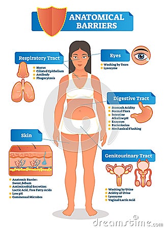 Vector illustration with anatomical barriers scheme. Human body with respiratory, digestive, genitourinary tract, eyes and skin. Vector Illustration