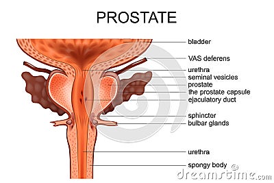 Anatomy of the prostate Vector Illustration