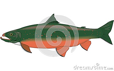 Arctic Char Illustration Vector Illustration