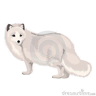 Vector Illustration Arctic Fox Vector Illustration