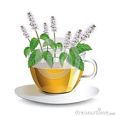 Vector illustration aromatic mint tea in a transparent cup Vector Illustration