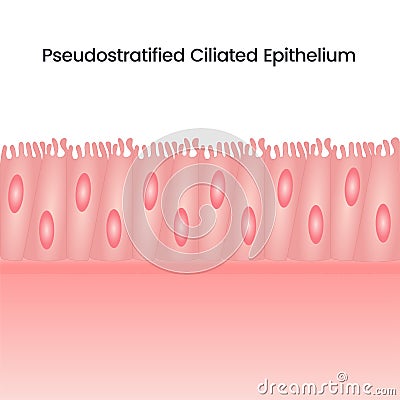 Pseudostratified Ciliated Epithelium science background vector Cartoon Illustration