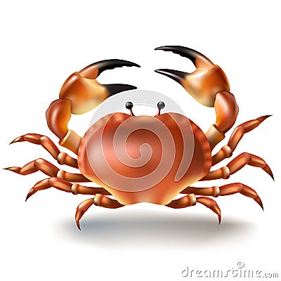 Vector illustration, badges, stickers, crab in realistic style Vector Illustration