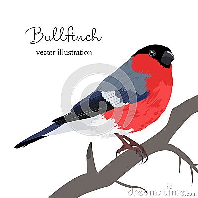 Vector illustration of beautiful winter bullfinch on a tree Cartoon Illustration