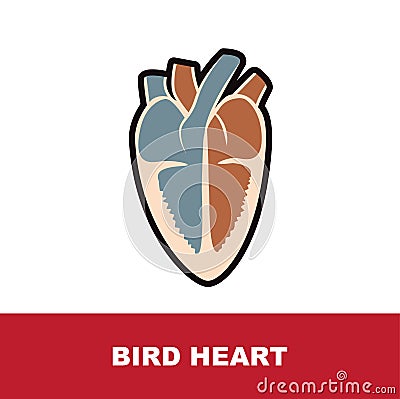 Vector illustration of bird schematic heart anatomy Vector Illustration