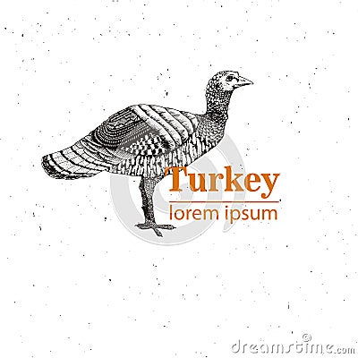 Vector illustration - a bird young turkey, Vintage engraving style. Nature - Sketch. Isolated fowls image on a white Vector Illustration