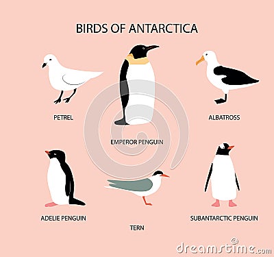 Vector illustration with birds of Antarctica: petrel; emperor penguin; adelie penguin; tern; albatross; subantarctic penguin Vector Illustration