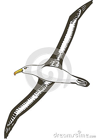 Black Browed Albatross Flying Illustration Vector Illustration