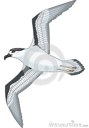 Black Capped Petrel Flying Illustration Vector Illustration