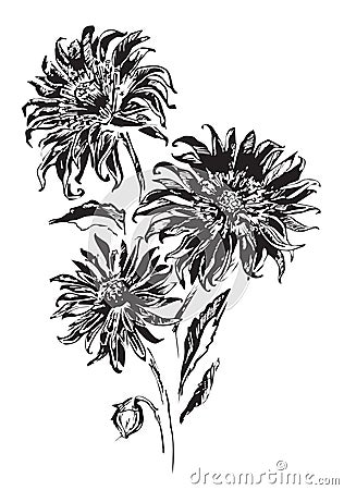 Vector illustration with black flowers Vector Illustration