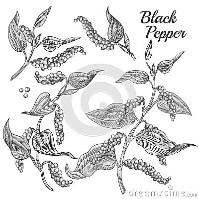 Vector illustration of black pepper plant Vector Illustration
