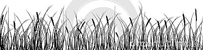 Black silhouette of reeds, sedge, cane, bulrush, or grass on a white background.Vector illustration. Vector Illustration