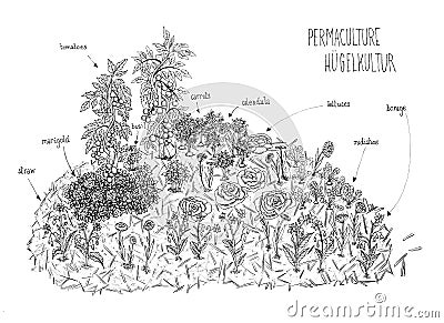 Vector illustration of a black and white schema lines hand drawing of permaculture hugelkultur with vegetables and flowers Vector Illustration