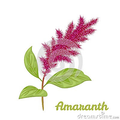 Vector illustration of blooming amaranth sprigs with green leaves Vector Illustration