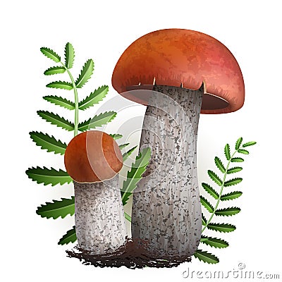 Boletus vector mushrooms Vector Illustration