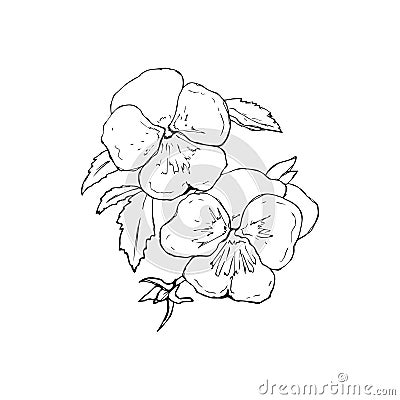 Vector illustration of botany-pansies flower in black and white Cartoon Illustration