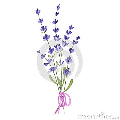 Vector illustration of a bouquet of lavender flowers on a white background. Drawing elements for romantic greeting cards Vector Illustration