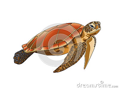 Isolated Sea Turtle on White Background Vector Illustration