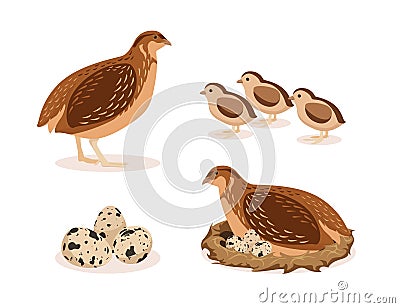 Vector illustration of brown quail, chicks, nest with eggs on white background. Poultry farm with natural products in cartoon Vector Illustration