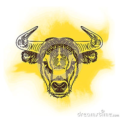 Vector illustration with bull head. Hand drawn Vector Illustration