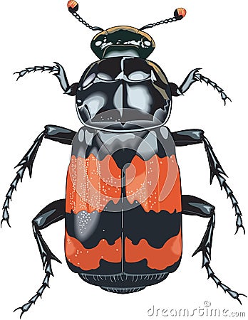 Burying Beetle Illustration Vector Illustration